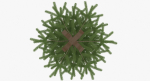 Fir Tree
