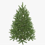 Fir Tree