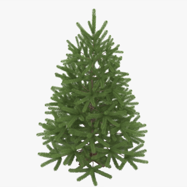 Fir Tree