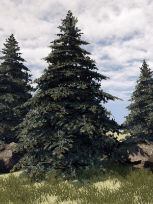 Fir Tree