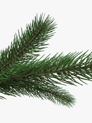 fir-tree-branch-02-3d-model-max