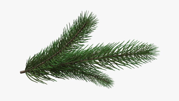 Fir tree branch 02