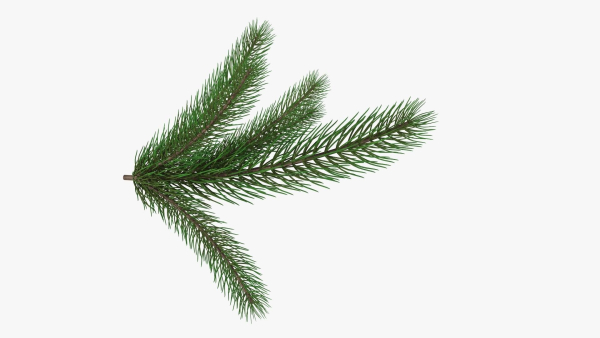 Fir tree branch 02