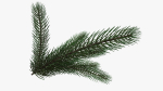 Fir tree branch 02