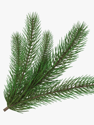 Fir tree branch 02
