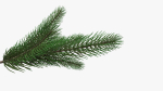 Fir tree branch 02