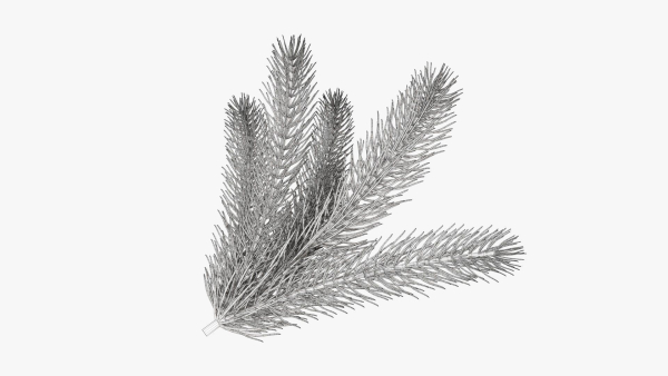 Fir tree branch 02