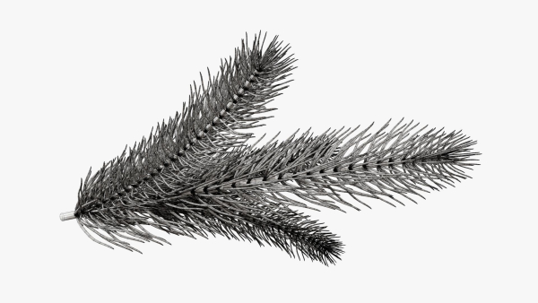 Fir tree branch 02