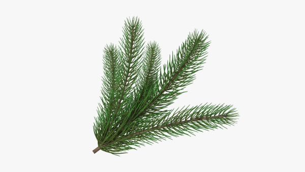 Fir tree branch 02