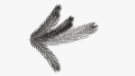 Fir tree branch 02