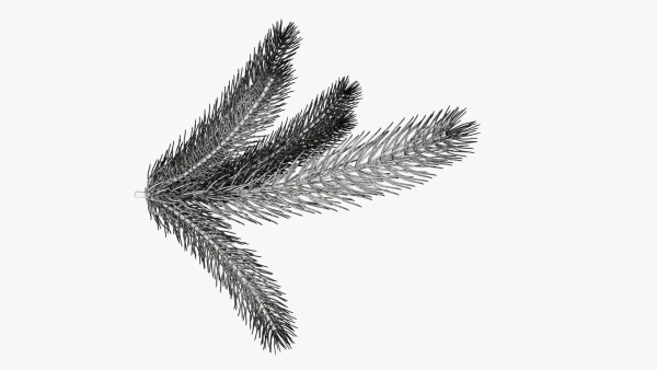 Fir tree branch 02