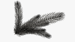 Fir tree branch 02