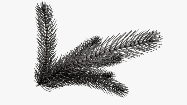 Fir tree branch 02