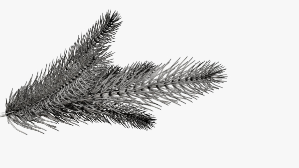 Fir tree branch 02