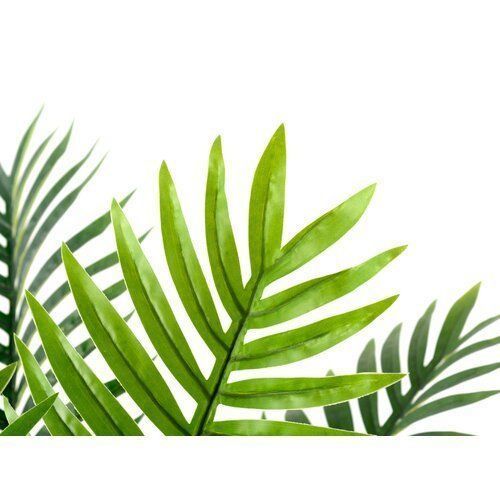 Floor Palm Tree in Pot