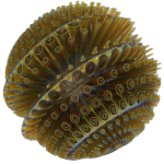Floors spiral shell made of glass and metal