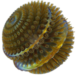 Floors spiral shell made of glass and metal