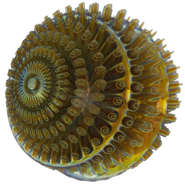 Floors spiral shell made of glass and metal