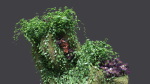 Florarium dwarf