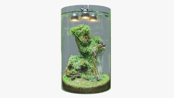 Florarium dwarf