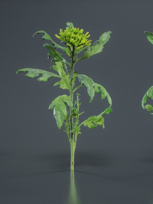 florists-daisy-garden-mum-chrysanthemum-morifolium-3d-model-602079a20a