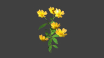 flower flowers