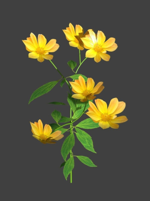 flower flowers