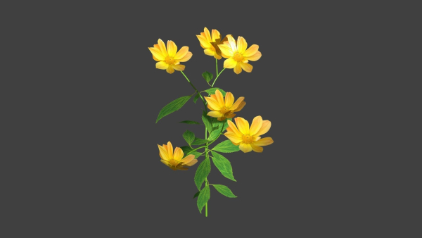 flower flowers