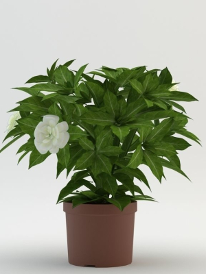 flower-3d-model-max-obj-3ds-fbx