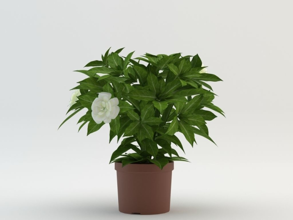 flower