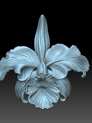 Flower orchid