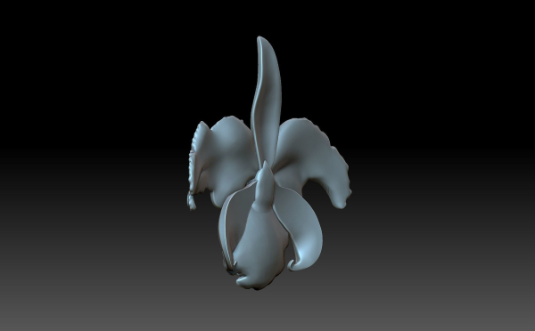 Flower orchid