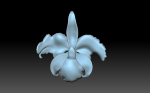 Flower orchid