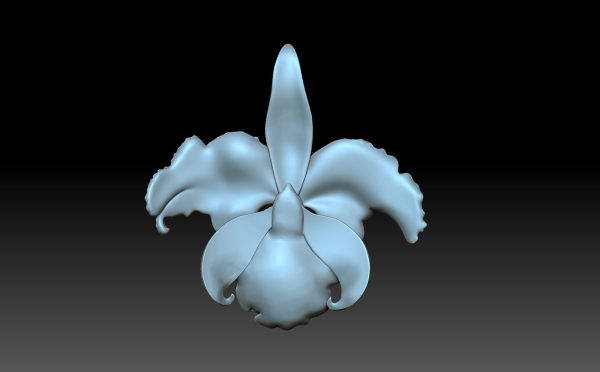 Flower orchid