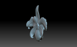 Flower orchid