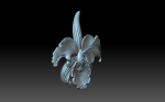 Flower orchid