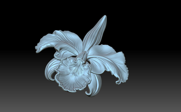 Flower orchid