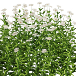 Flower Bush Set1