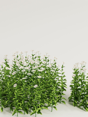 flower-bush-set1-3d-model-74d7ee4ec9