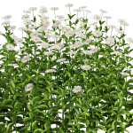 Flower Bush Set1