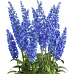 Flower Bush Set2