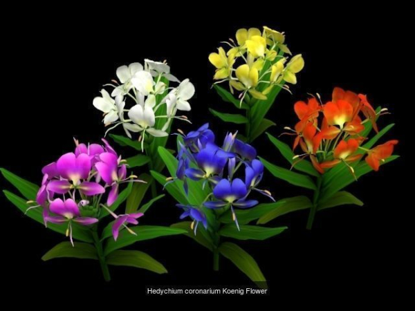 Flower Collections Country World