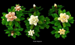 Flower Collections Country World