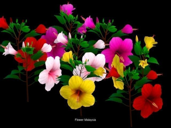 Flower Collections Country World
