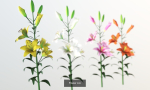 Flower Collections Country World