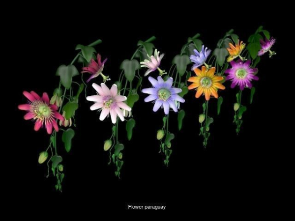 Flower Collections Country World