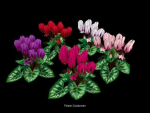 Flower Collections Country World