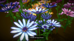 Flower Collections Country World path 7