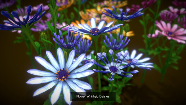 Flower Collections Country World path 7