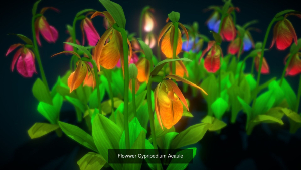 Flower Collections Country World path 7